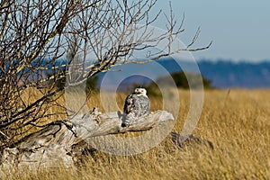 Snowy Owl (Bubo scandiacus). photo